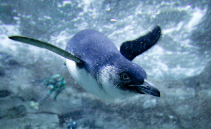 Little Blue Penguin New Zealand
