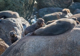 NewZealand fur seals - Milford Sound