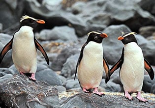 world heritage fiordland penguins