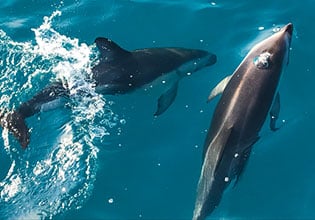 kiwi classic dolphins