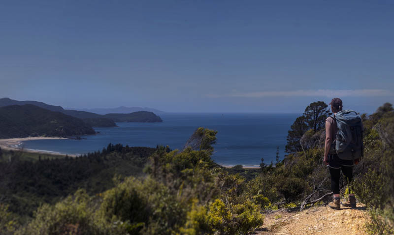 Hiking the Matamataharakeke Track, Coromandel