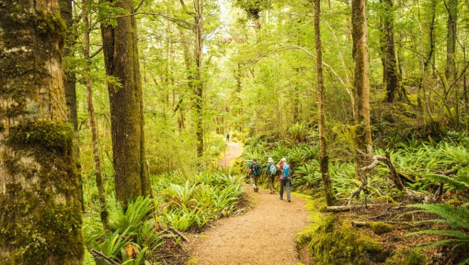 1. Guests walking Kepler Track through beech forest