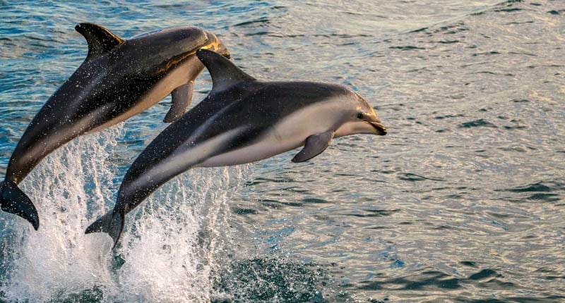 Swim with Dusky Dolphins
