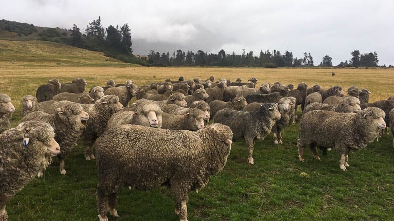 Visit a high-country sheep station