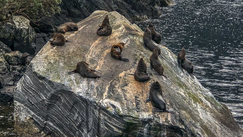 Seals Milford Sound Fiordland