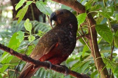 6 Kaka Sanctuary Mountain Maungatautari GN