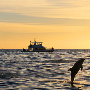 Dolphin swim Kaikoura, adventure travel