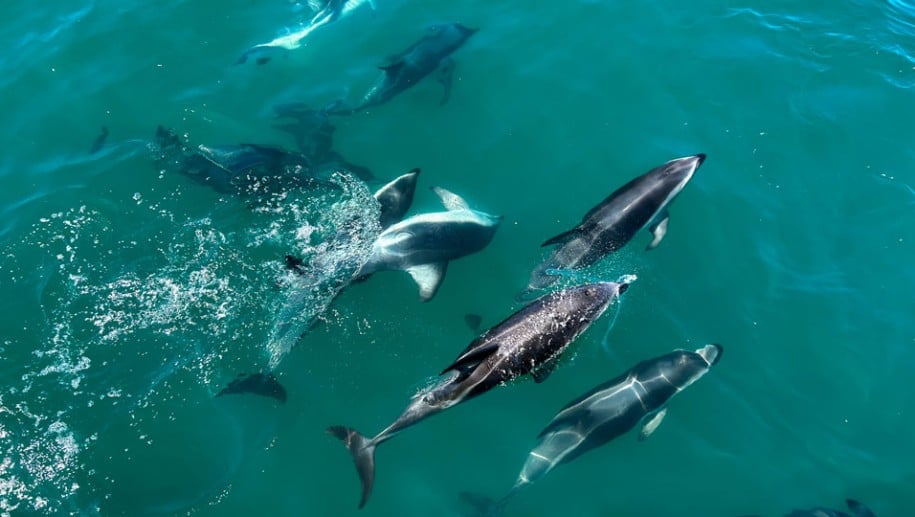 Day 4 playful dusky dolphins in Kaikoura