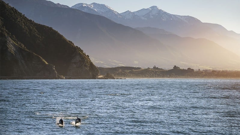 Dolphins in Kaikoura New Zealand