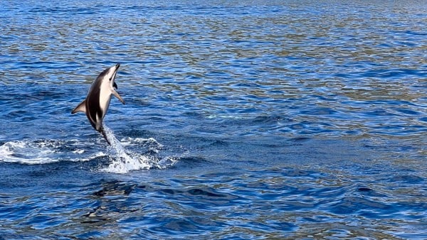Dolphins