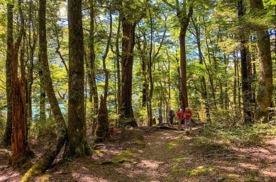 Guided hiking New Zealand in Nelson