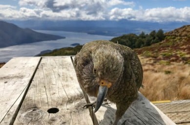 Kepler Track Cheeky kea playful