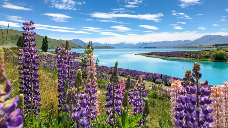 Lupins at Lake Tekapo