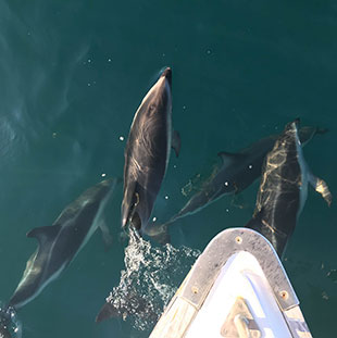 Swim with dolphins Kaikoura, adventure tourism