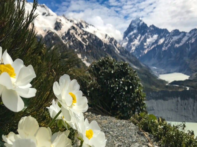 Mount Cook Lily in Arthurs Pass New Zealand