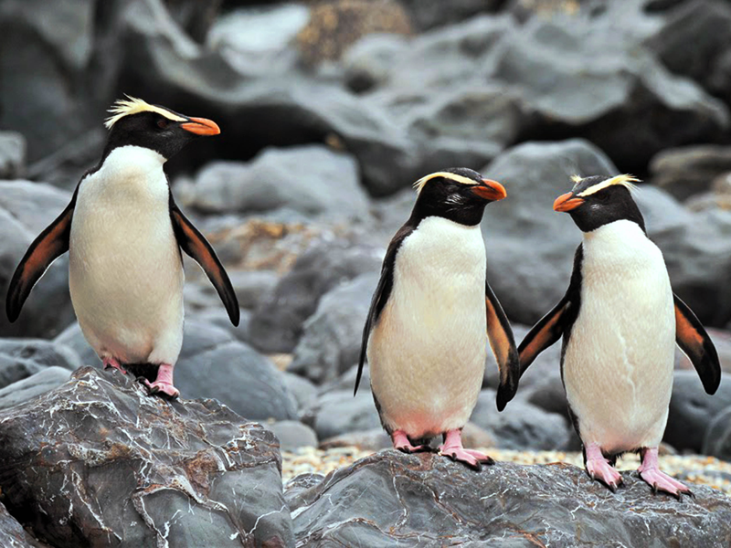 New Zealand Fiordland Crested Penguin