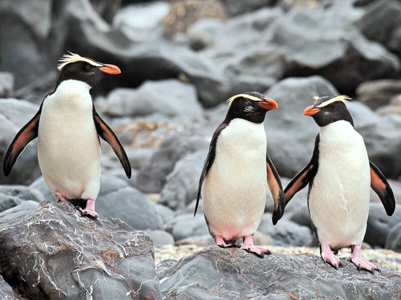 New Zealand Penguins Fiordland
