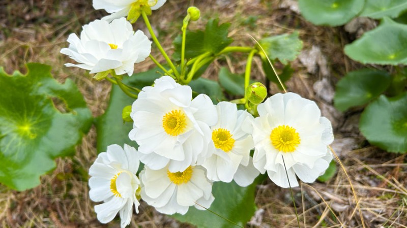 Spring Mount Cook Lily 2025