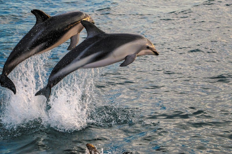 Two dolphins jumping out of water up close HR