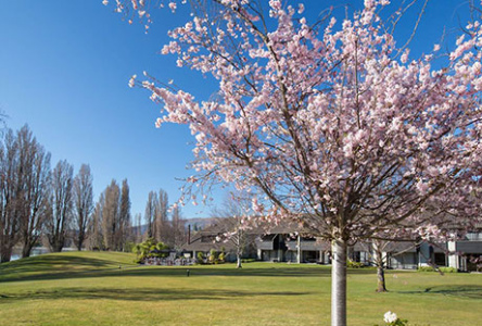 Blossoms blooming at Edgewater Resort.