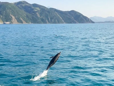 New Zealand wildlife | Dolphin