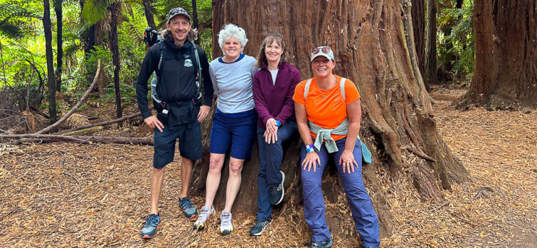 6 Redwood trees hike in New Zeland 