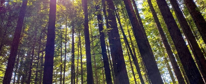 Redwoods New Zealand