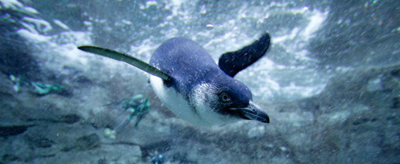 Little Blue Penguin New Zealand