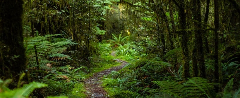 New Zealand forest, home of the New Zealand kiwi bird