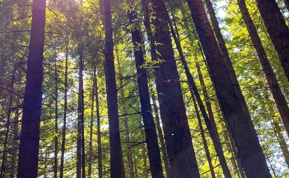Redwoods New Zealand