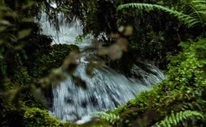 New Zealand nature - Hollyford Valley