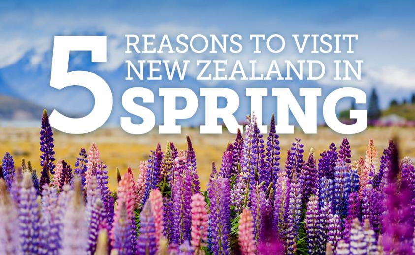 5 reasons to visit New Zealand in Spring New Zealand Trails