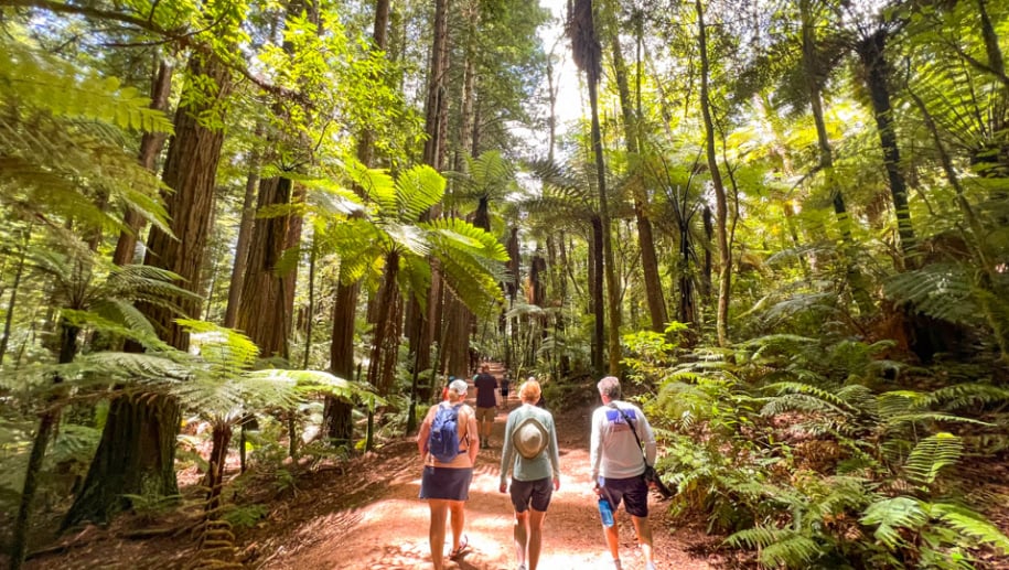 2. Guests walking through Redwoods