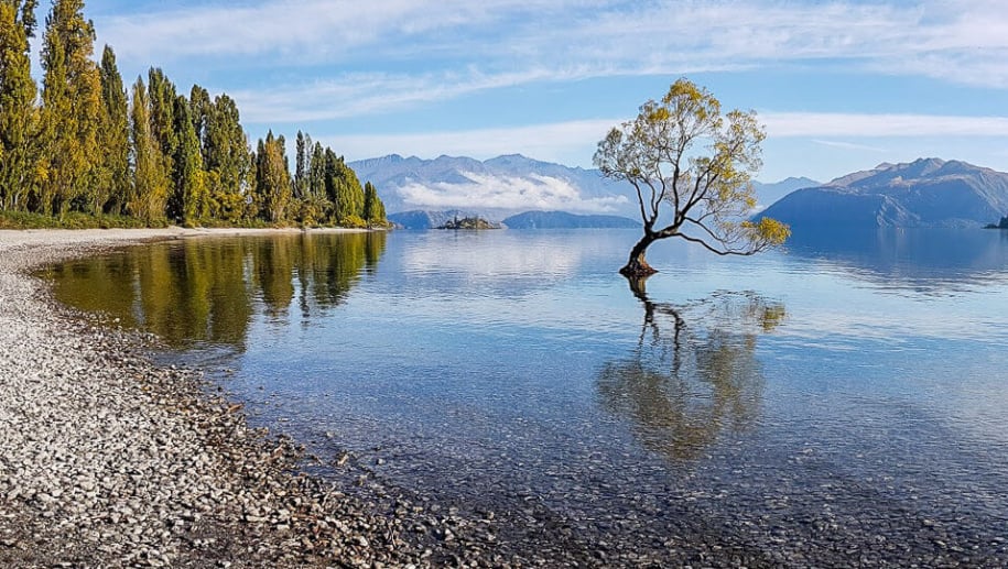 Visit that Wanaka Tree on an adventure trip New Zealand