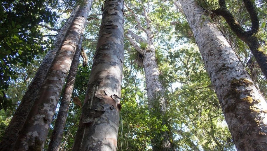 Impressive kauri trees on a North Island tour to Coromandel
