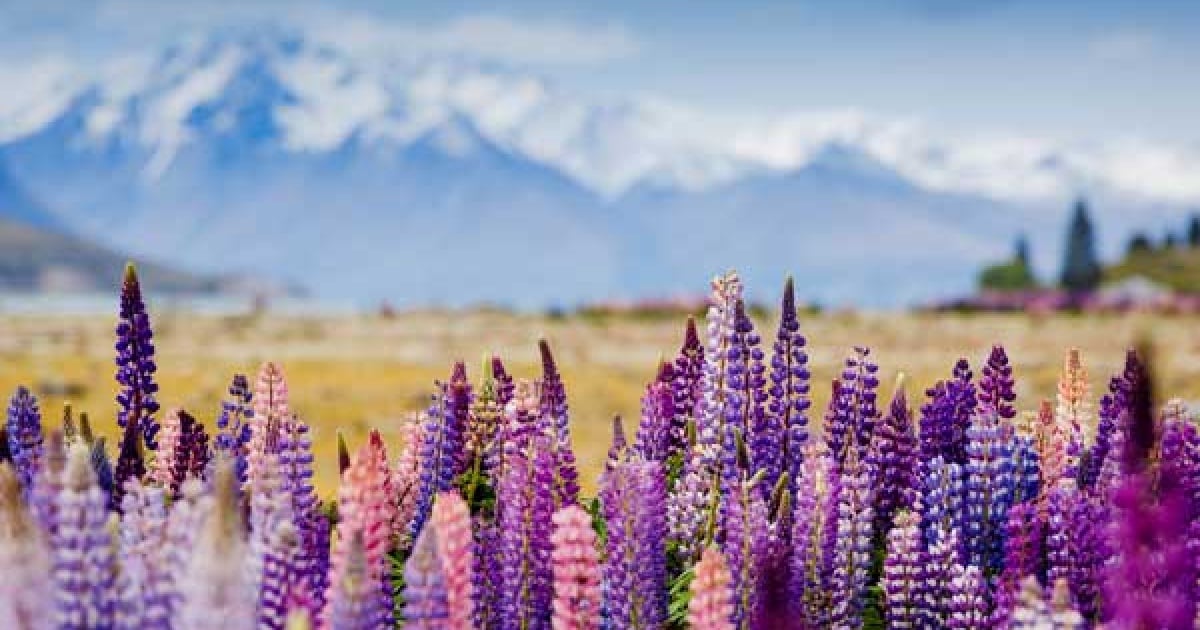 Best places to visit during spring in New Zealand New Zealand Trails