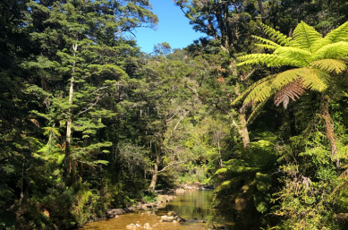 Abel tasman 1
