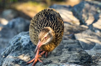 Beautiful Weka in the sun