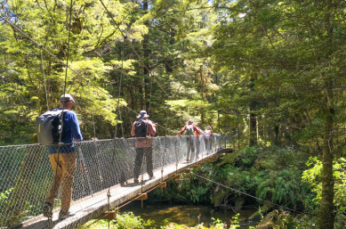 Kepler track forest walk