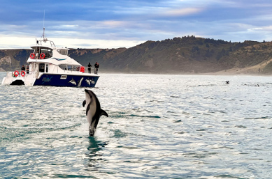 PS Feb Dolphin Swim