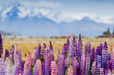 Pure South Beautiful Lupins and the snow capped Southern Alps