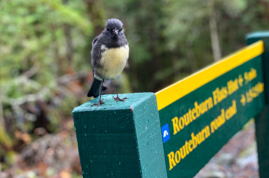 Robin on Routeburn Track DOC Sign