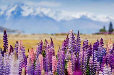 Spring.Lupins 1