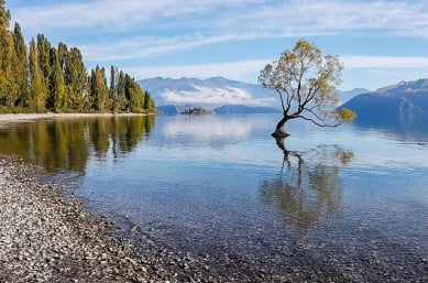 That Wanaka Tree on an adventure trip New Zealand