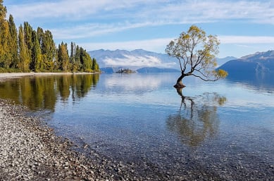 Visit that Wanaka Tree on an adventure trip New Zealand
