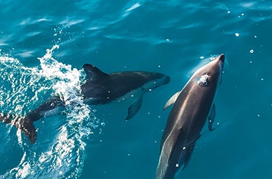 dolphin swim