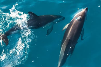 guests get up close with playful dusky dolphins in Kaikoura