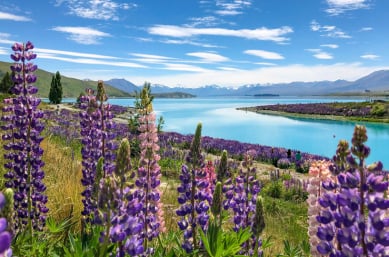 lupins at lake tekapo