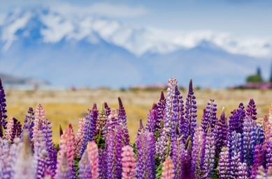 Lupins on New Zealand South Island tours
