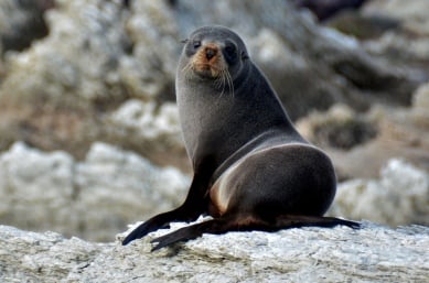 Spot the seals in Kaikoura on the best New Zealand adventure tours